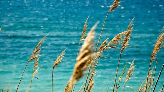 Ramitas vegetales sopladas por el viento