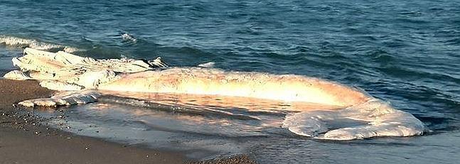 Cadáver de ballena Roncual Común varado en las playas gaditanas. Especímen jóven que nos visita cada año y cruza velózmente el estrecho