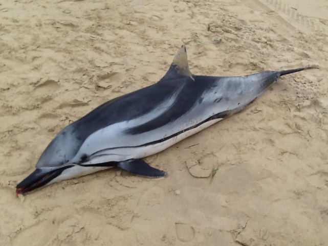 Delfín listado, especie residente de nuestras costas. Se pueden ver en la zona de Tarifa